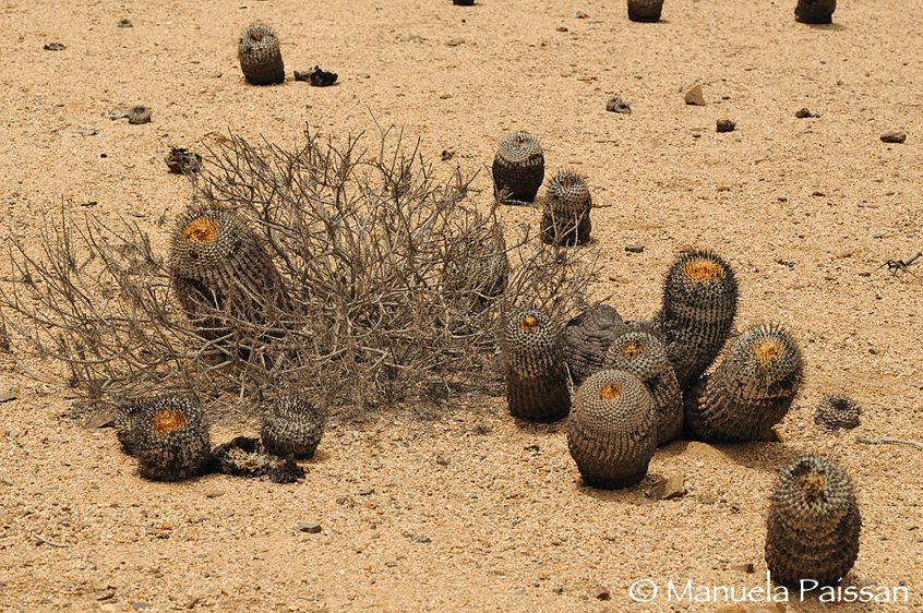 Nikon D300lens Nikon AF-S VR 70-200/2.8 G IF-EDParque Nacional Pan de Azucar - Chile Cactus del deserto