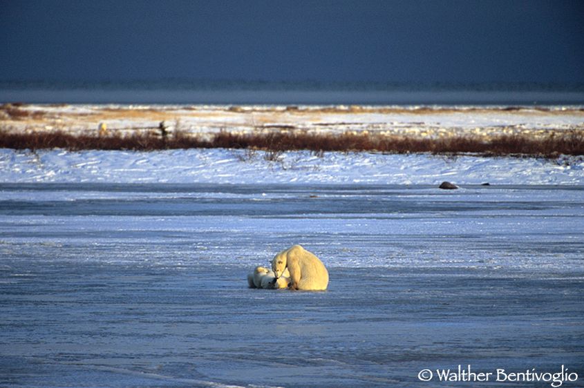 Orso polare (Ursus maritimus)