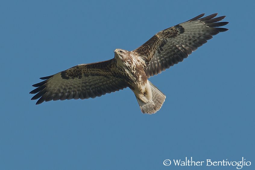 Poiana (Buteo buteo)