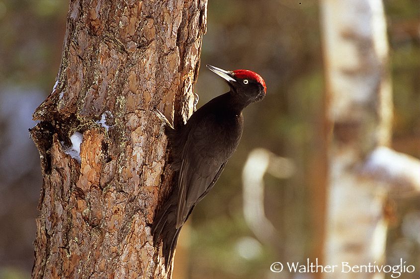 Picchio nero (Dryocopus martius)
