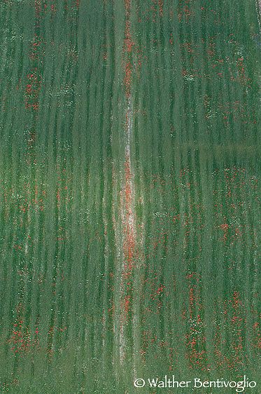 Nikon D300lens Nikon AF-S 200-400/4 VR Monti Sibillini Campo con papaveri e margherite