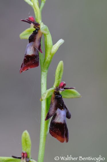Nikon D300lens Nikon AF D Micro-nikkor 200 / 4 IF-ED Ophrys insectifera