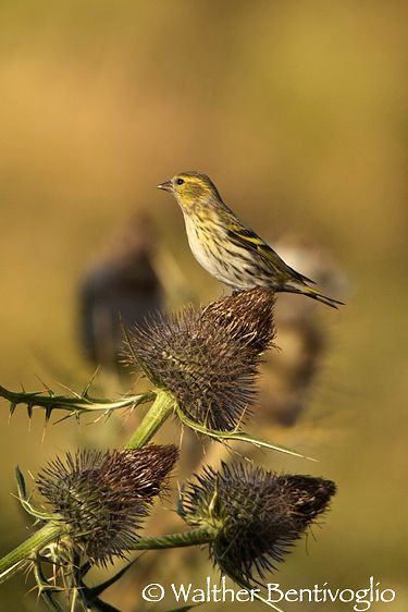 Nikon D2Xlens Nikon AF-S VR 200-400/4 G IF-EDVal di sole (TN) Lucherino f. (Carduelis spinus)