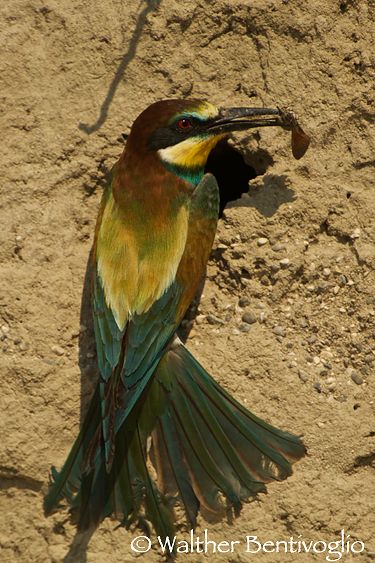 Nikon D2Xlens Nikon AF-S VR 200-400/4 G IF-EDFiume Isonzo (UD) Gruccione (Merops apiaster