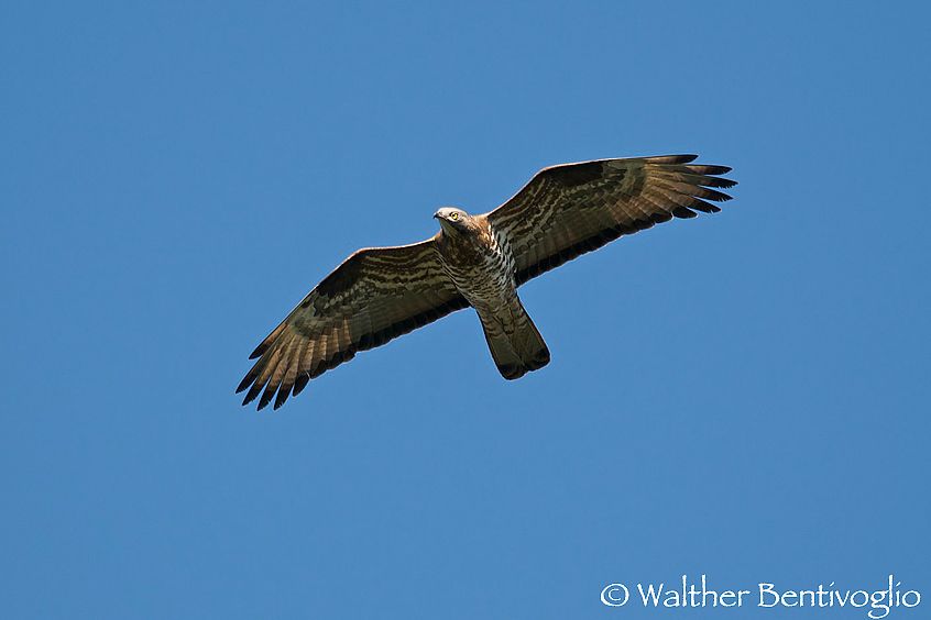 Falco pecchiaiolo m. (Pernis apivorus)
