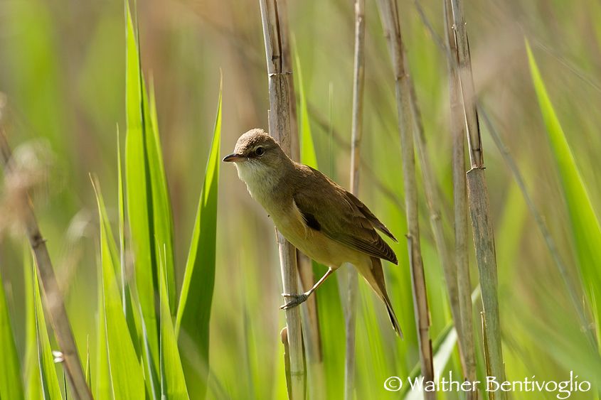 Nikon D300lens Nikon AF-S 600/4 IF-EDLago di Caldonazzo (TN) Cannareccione (Acrocephalus arundinaceus)