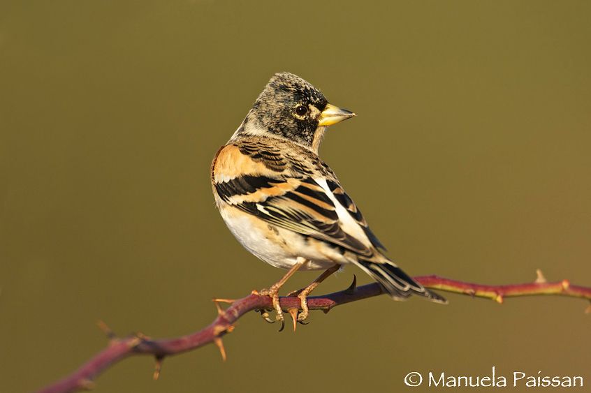 Nikon D300lens Nikon AF-S 600/4 IF-EDVal di Cembra (TN) Peppola m. (Fringilla montifringilla)