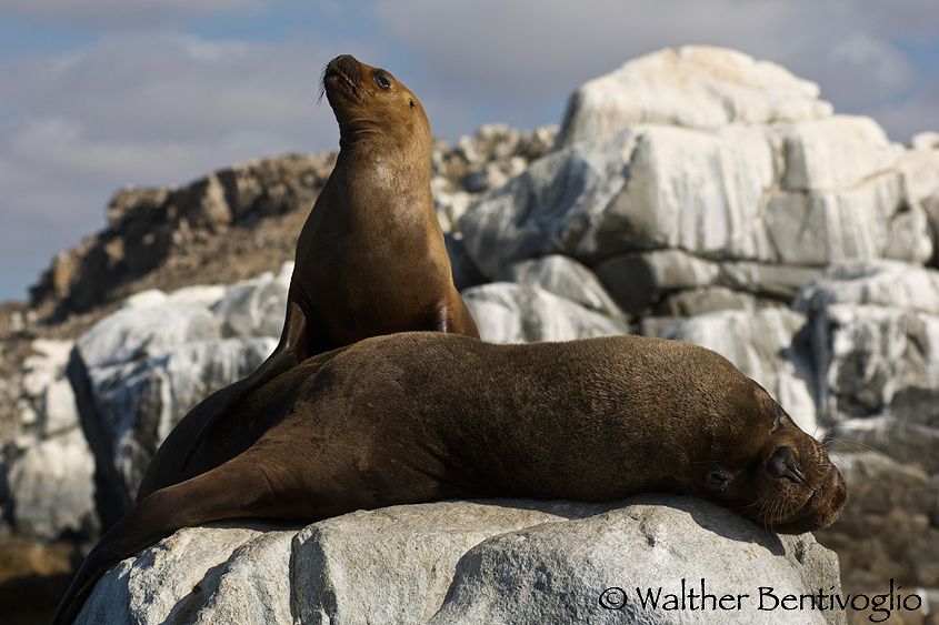 Nikon D2Xlens Nikon AF-D 80-200/2.8 EDParque Nacional Pan de Azucar - Chile Leoni marini (Otaria flavescens)