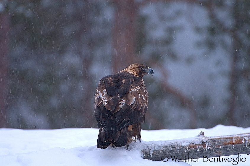 Aquila reale (Aquila chrysaetos)