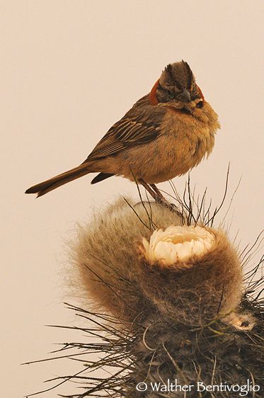 Nikon D300lens Nikon AF-S VR 70-200/2.8 G IF-EDParque Nacional Pan de Azucar - Chile Zonotrichia capensis