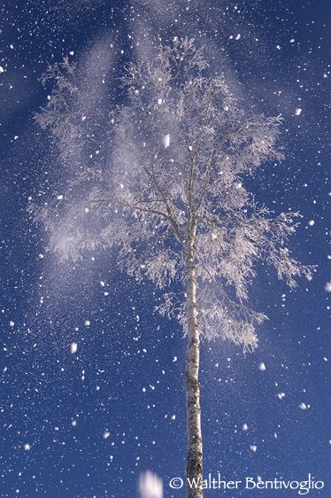 Betulle nel gelo invernale