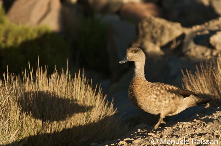 Nikon D300lens Nikon AF-S VR 70-200/2.8 IF-EDParque Nacional Lauca - Chile Anatra crestata (Lophonetta specularioides)