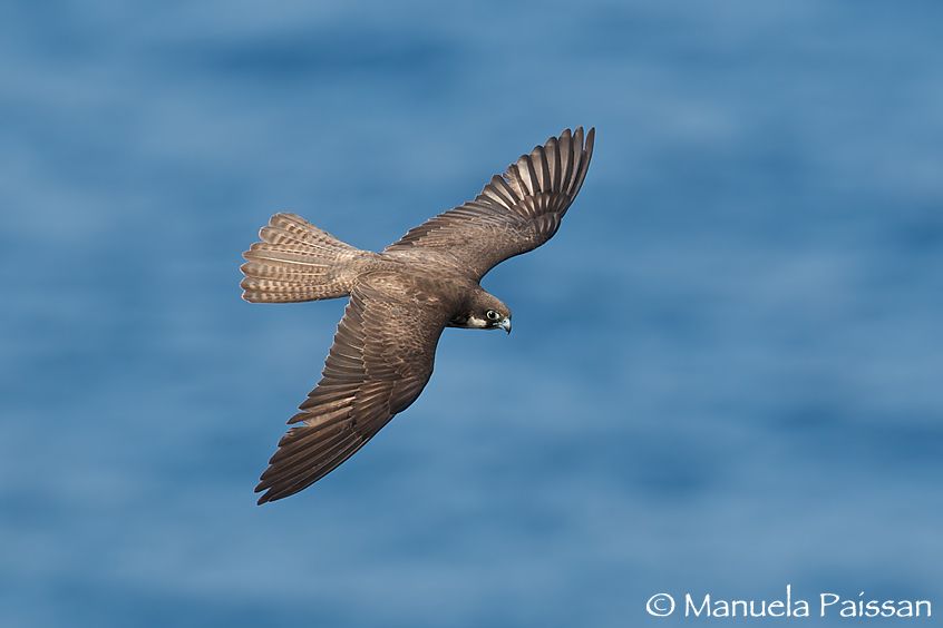 Nikon D300lens Nikon AF-S 600/4 IF-EDIsola di San Pietro (Sardegna) Falco della regina (Falco eleonorae)