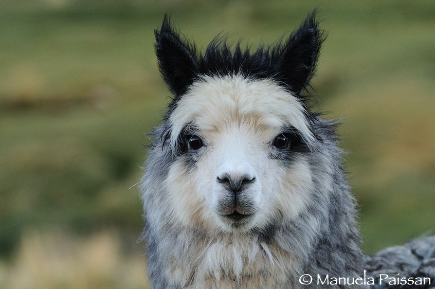 Nikon D300lens Nikon AF-S VR 70-200/2.8 IF-EDParque Nacional Volcan Isluga - Chile Lama