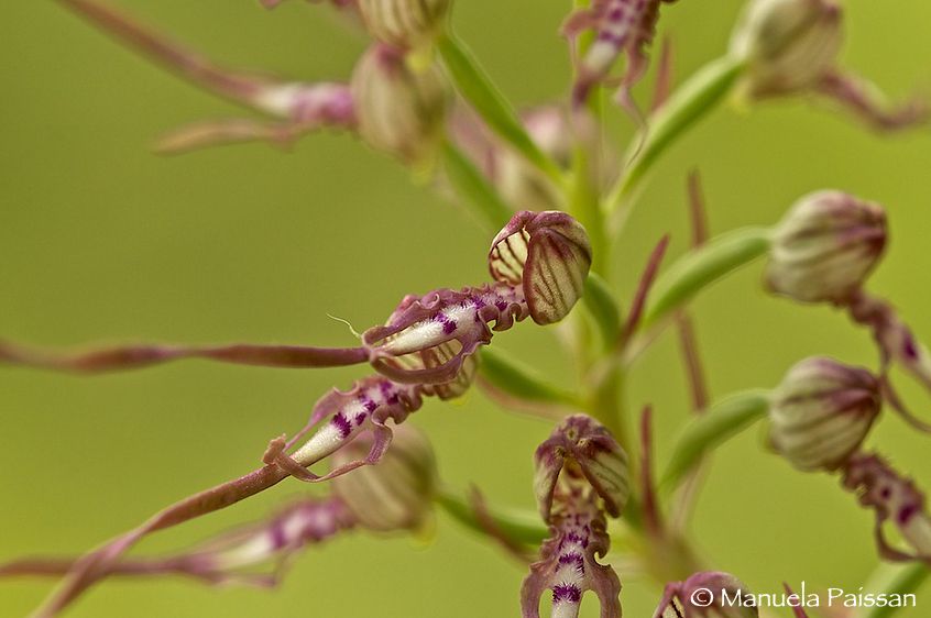 Nikon D300lens Nikon AF D Micro-nikkor 200 / 4 IF-ED Himantoglossum adriaticum