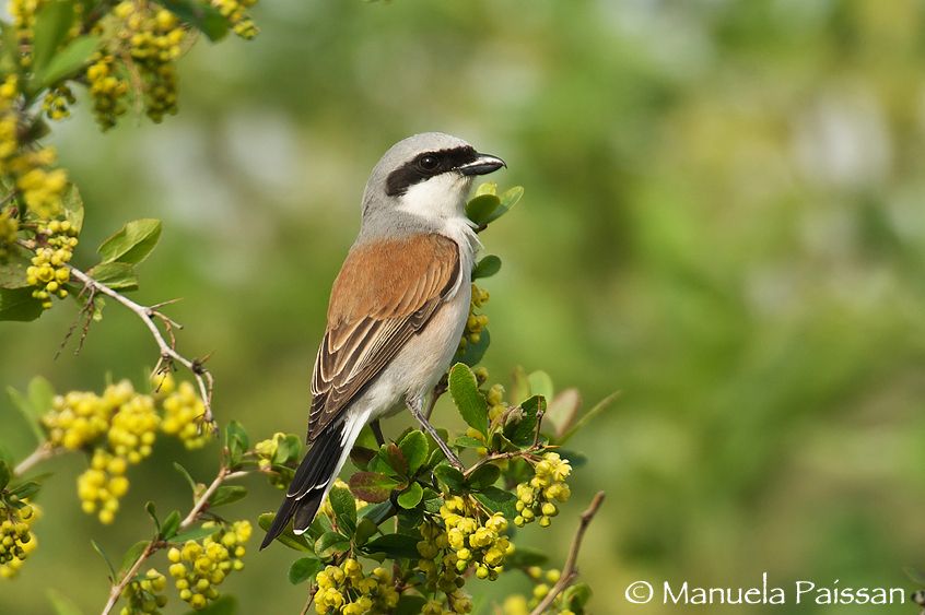 Averla piccola m. (Lanius collurio)