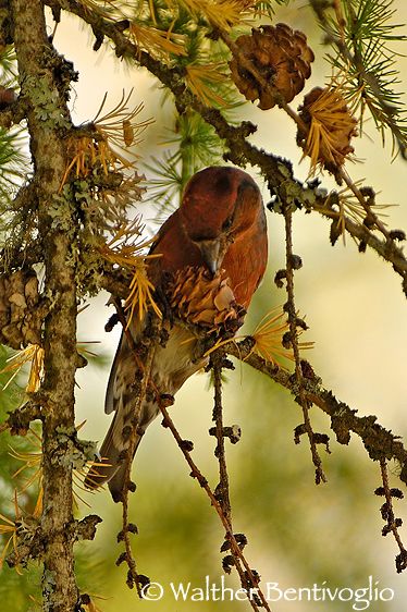 Nikon D2Xlens Nikon AF-S VR 200-400/$ G IF-EDPaneveggio (TN) Crociere m. (Loxia curvirostra)
