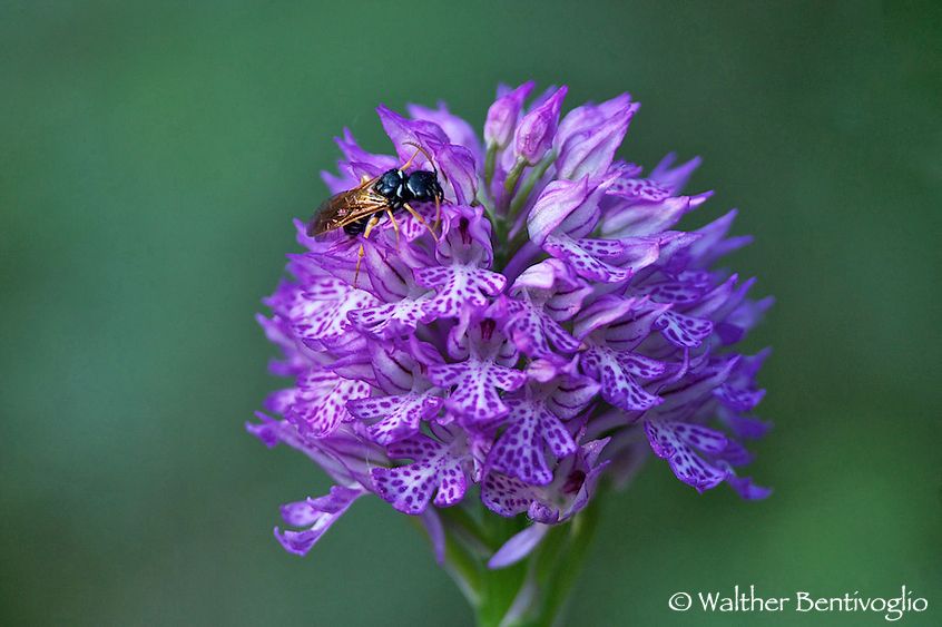 Nikon D3Slens Nikon AF-S 300 / 4 IF-ED + PN11 Orchis tridentata