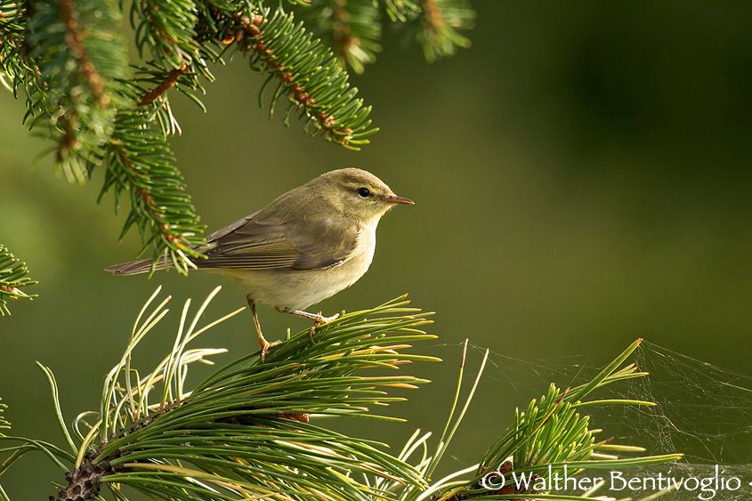 Nikon D300lens Nikon AF-S 600/4 IF-EDAltopiano di Vezzena (TN) Lui verde (Phylloscopus sibilatrix)