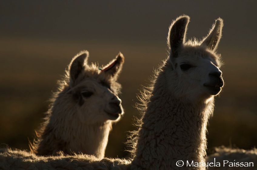 Nikon D300 lens Nikon AF-S VR 70-200/2.8 IF-EDParque Nacional Volcan Isluga - Chile Lama