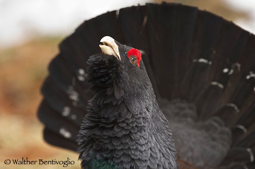 Nikon D3SLens Nikon AF-S VR II 300/2.8Passo di Lavazè Gallo cedrone (Tetrao urogallus)