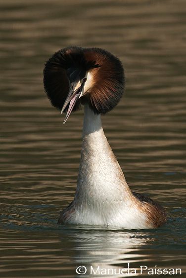 Nikon D300lens Nikon AF-S 600/4 IF-EDLago di Caldonazzo - Italia Corteggiamento