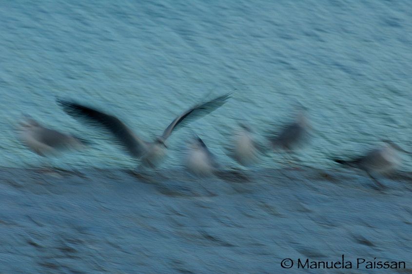 1Gabbiano_panning_02