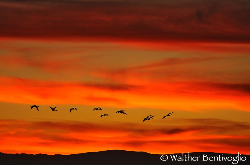 Nikon D300lens Nikon AF-D 80-200/2.8 EDLaguna Chaxa - Chile Fenicotteri al tramonto