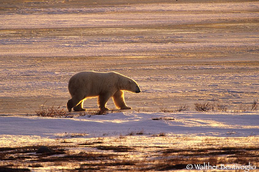 Orso polare (Ursus maritmus)
