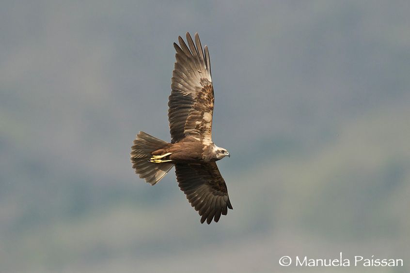 Nikon D300lens Nikon AF-S 600/4 IF-EDLago di Caldaro (BZ) Falco di palude f. (Circus aeruginosus)