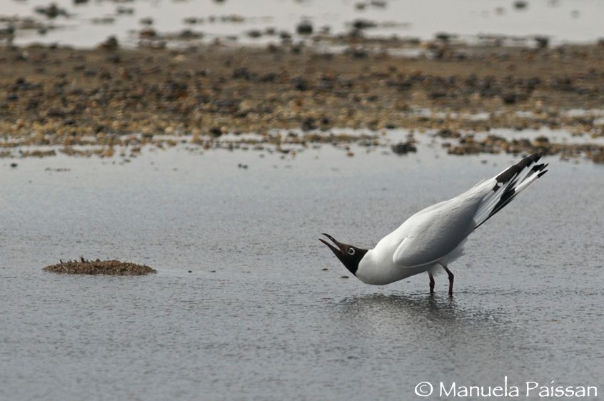Nikon D300lens Nikon AF-S 300/4 IF-EDParque Nacional Lauca - Chile Gabbiano andino (Larus serranus)