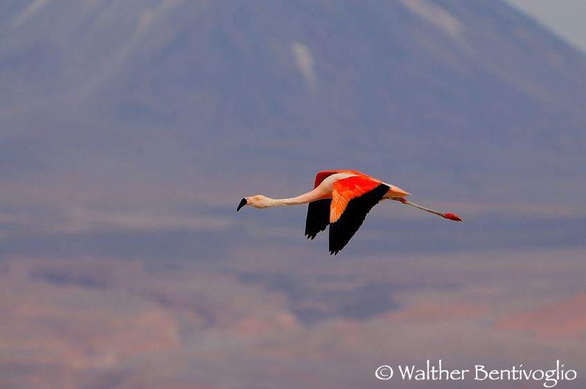 Nikon D300lens Nikon AF-S VR 200-400/4 G IF-EDLaguna Chaxa - Chile Fenicottero cileno (Phoenicopterus chilensis)