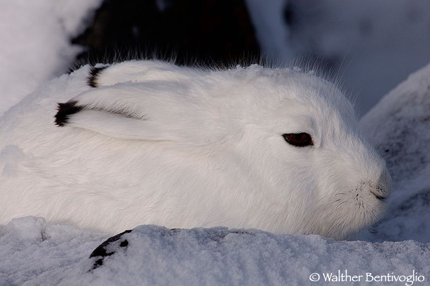 Lepre artica (Lepus articus)