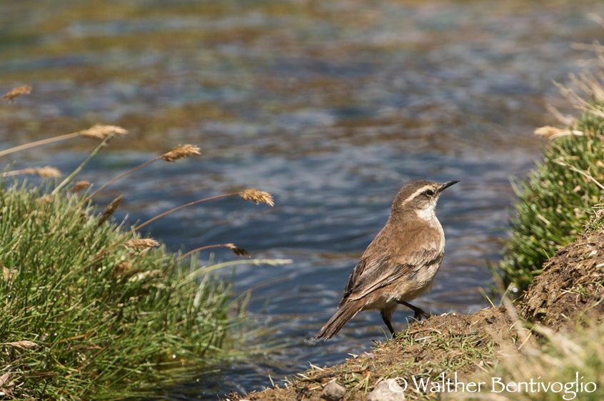 Nikon D300lens Nikon AF-S VR 200-400/4 IF-EDParque Nacional Lauca - Chile Cincloides oustaleti
