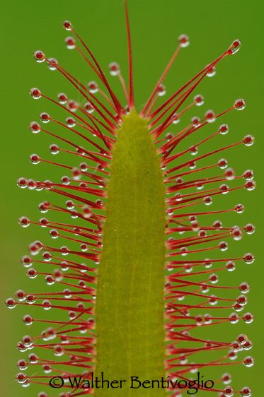 1drosera