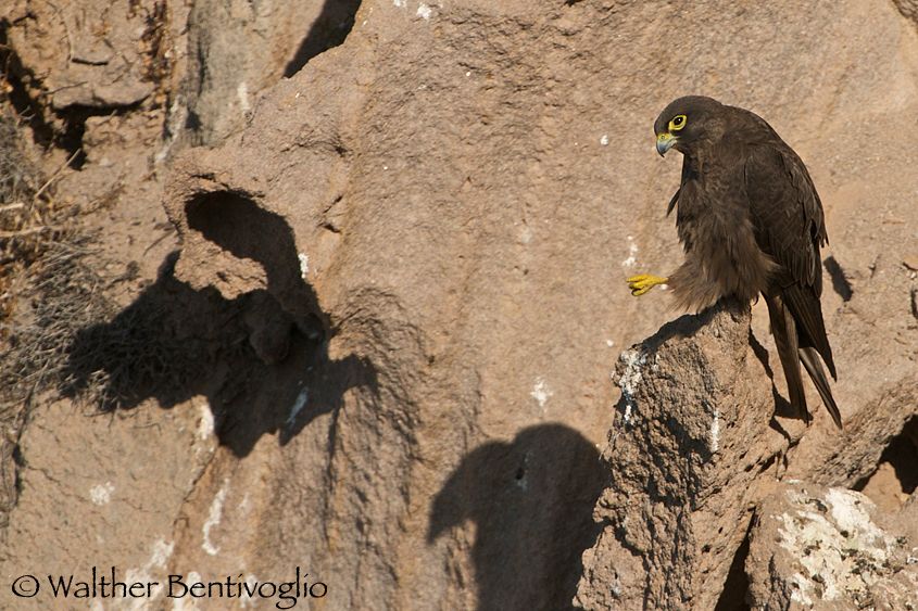 Nikon D300lens Nikon AF-S 200-400/4 VRIsola di San Pietro (Sardegna) Falco della regina (Falco eleonorae)