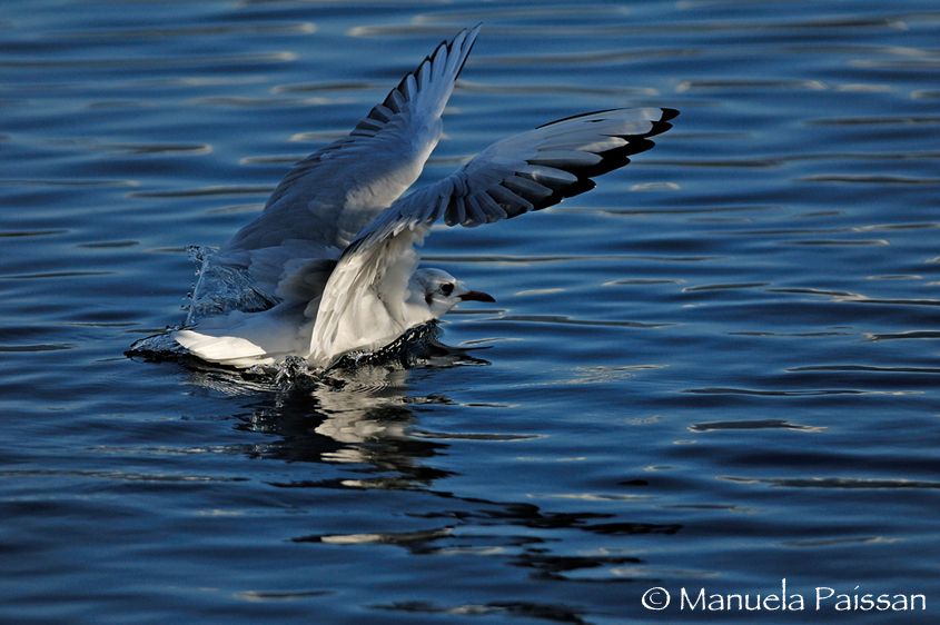 Nikon D200Lens Nikon AF-S 300/4 IF-EDLago di Caldonazzo - Italia Gabbiano comune (Larus ridibundus)