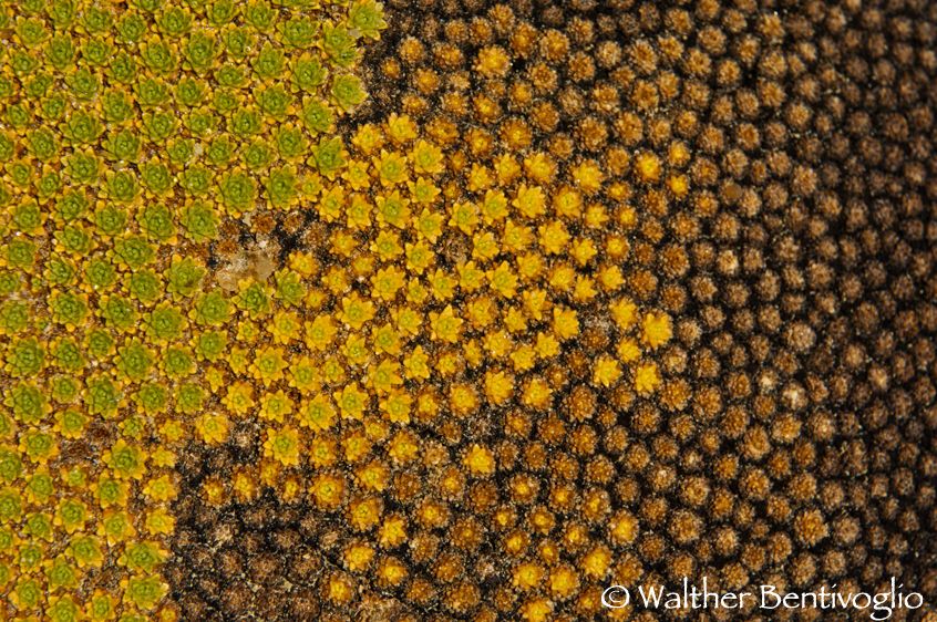 Nikon D2Xlens Nikon AF-S 24-70/2.8 IF-EDParque Nacional Lauca - Chile Llareta (Laretia compacta)