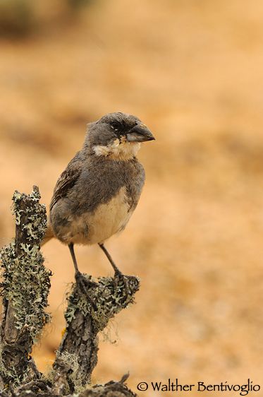 Nikon D300lens Nikon AF-S VR 200-400/4 G IF-EDParque Nacional Pan de Azucar - Chile Diuca diuca