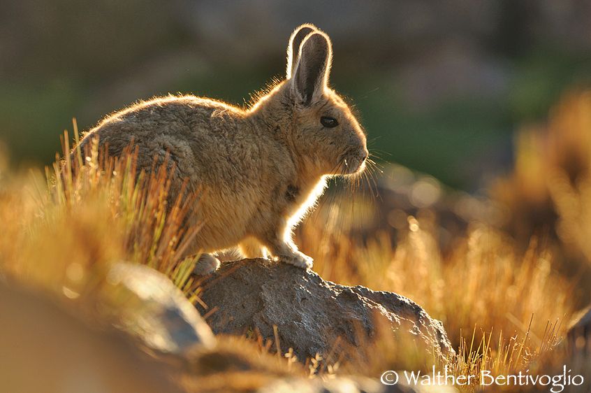 Nikon D300lens Nikon AF-S VR 200-400/4 IF-EDParque Nacional Lauca - Chile Viscaccia (Lagidium viscacia)