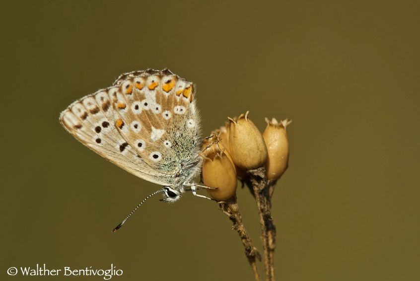 Nikon 1 V1lens Nikon AF-S 300 / 4 IF-ED Lycaena tityrus
