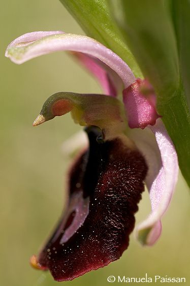 Nikon D300lens Nikon AF D Micro-nikkor 105 / 2.8 IF-ED Ophrys benacensis