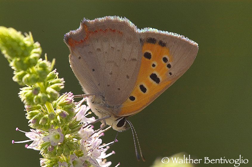 Nikon D2xlens Nikon AF D Micro-nikkor 200 / 4 IF-ED Lycaena phlaeas