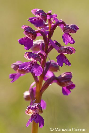 Nikon D200lens Nikon AF D Micro-nikkor 105 / 2.8 IF-ED Orchis morio