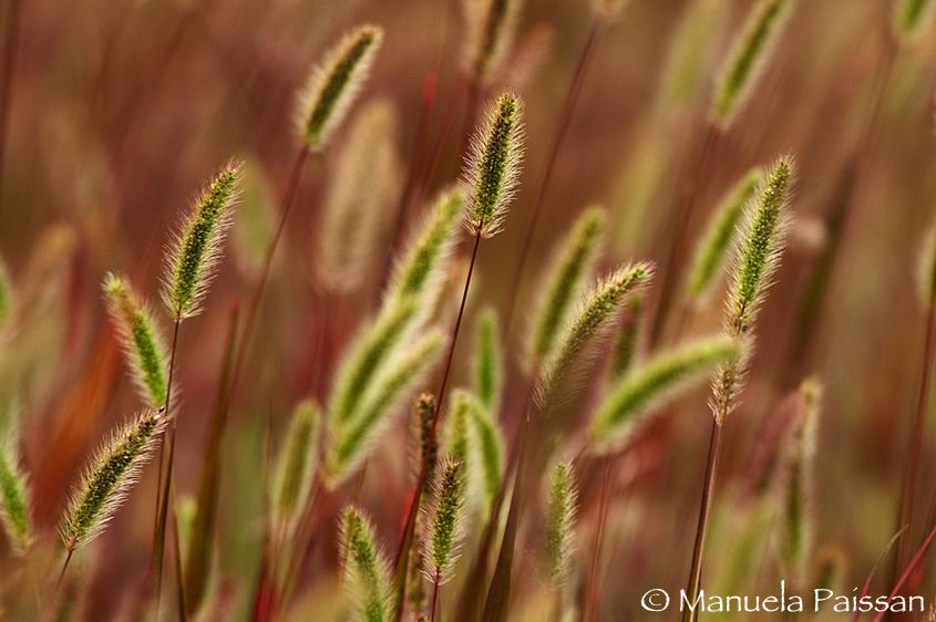 1spighe_di_campo_04