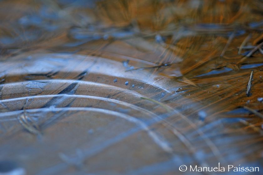 Nikon D200lens Nikon AF-S 300/4 IF-EDVal Campelle - Lagorai (TN) Sotto il ghiaccio