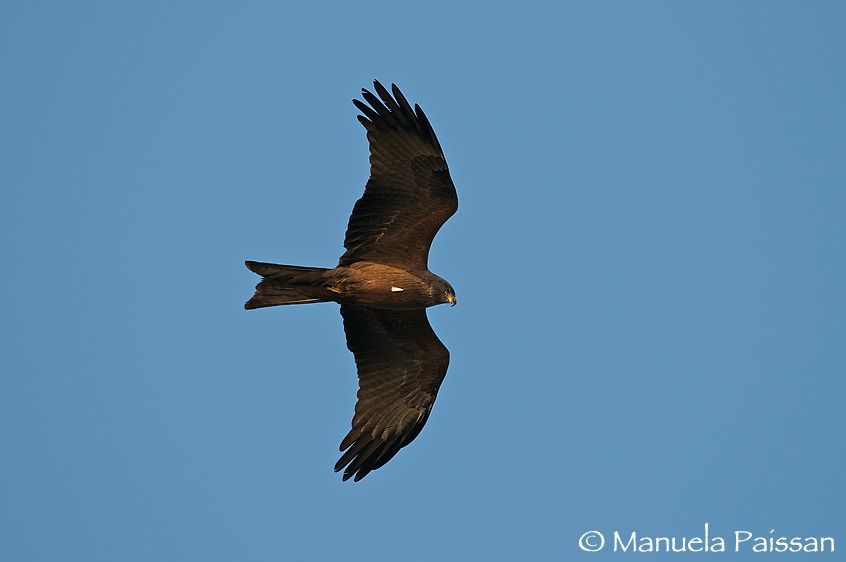 Nibbio bruno (Milvus migrans)