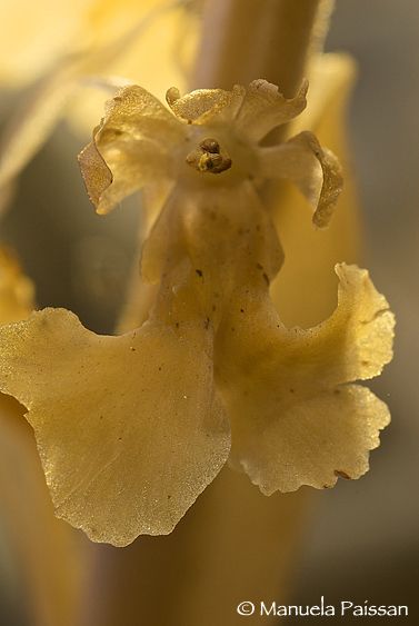 Nikon D200lens Nikon AF- D Micro-nikkor 105 / 2.8 IF-ED Neottia nidus-avis