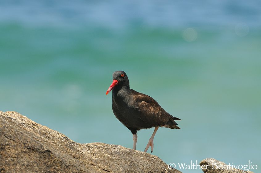 Nikon D300lens Nikon AF-S VR 200-400/4 G IF-EDParque Nacional Pan de Azucar - Chile Beccaccia di mare del Sud-america (Haematopus ater)