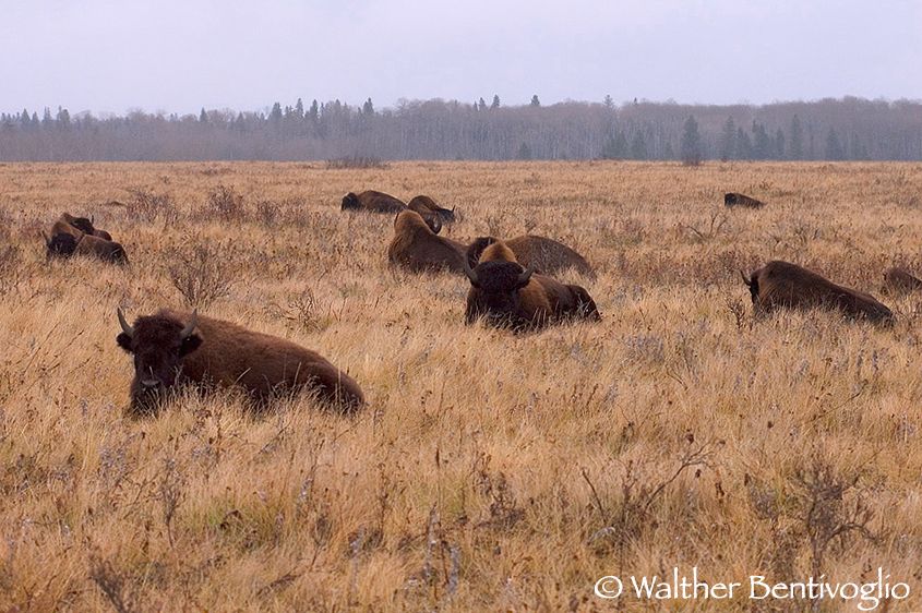 Bisonti (Bison bison)